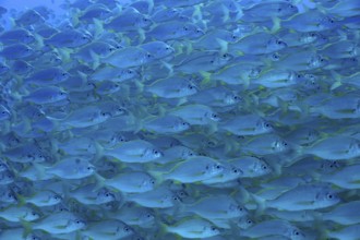 Bastard grunt (Pomadasys incisus)