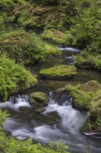 Flowing, silky water with ferns and rocks in the Edmunds Gorge, river Kamnitz, Hrensko, Ustecky