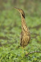 American Bittern (Botaurus lentiginosus), Texas, USA