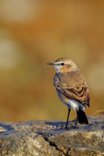 Isabelline Wheatear, (Oenanthe isabellina), biotope, habitat, foraging, animals, birds, songbird,