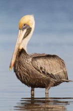 Brown Pelican (Pelecanus occidentalis), Florida, USA