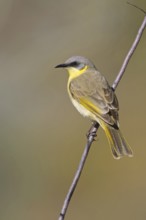 Grey-headed Honeyeater (Ptilotula keartlandi), Northern Territory, Australia