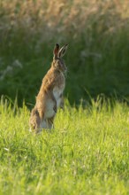 European hare (Lepus europaeus) standing on its hind paws in a green meadow, making a cone,