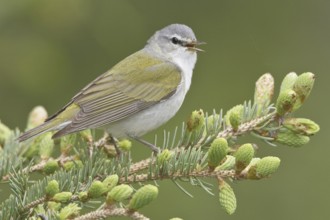 Tennessee Warbler (Leiothlypis peregrina) singing, Manitoba, Canada