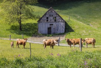 Cows on a pasture, landscape near Oerrot in the north-east of Baden-Württemberg. Oberrot,