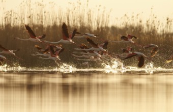 Greater Flamingo (phoenicopterus roseus), taking off from marsh, Castile-La Mancha, Spain