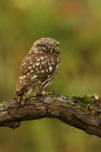 Little Owl (Athene noctua), Utrecht, Netherlands