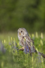 One Ural owl (Strix uralensis) sitting on a branch lying in a field of flowering lupines in late