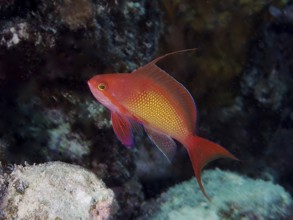 Common lionfish (Pseudanthias squamipinnis)