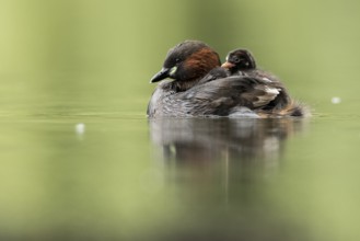 Little Grebe (Tachybaptus ruficollis) with chicks, Hesse, Germany