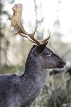 Fallow deer (Dama dama), portrait, male, captive, Landsberg am Lech Wildlife Park, Upper Bavaria,