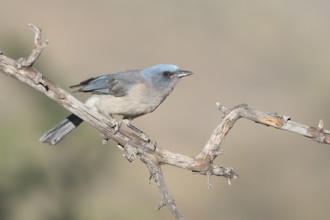 Mexican Jay (Aphelocoma wollweberi), Arizona, USA
