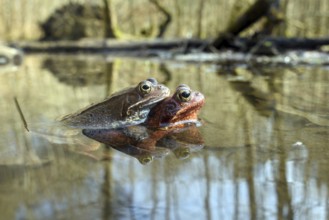 Common frog, couple in spawning pond, mating, animals, frog, frogs, amphibians, biotope, (Rana