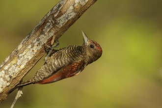 Blood-colored Woodpecker (Veniliornis sanguineus) perched on a branch in Guyana