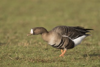 Greater White-fronted Goose (Anser albifrons), North Rhine-Westphalia, Germany