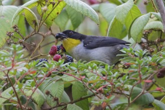 White-naped Brush-Finch (Atlapetes albinucha) perched on a branch in Costa Rica