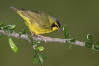 Kentucky Warbler (Geothlypis formosa) male perched on a branch, Texas, USA