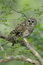 Barred Owl (Strix varia), Texas, USA