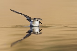Little Stint (Calidris minuta) bathing, Eilat, Israel
