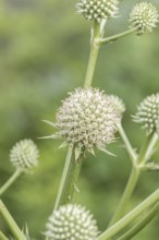Palmlilien-Mannstreu (Eryngium yuccifolium), Ihlenweg 7, Federal Republic of Germany