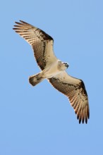 Eastern Osprey (Pandion cristatus) female flying, Western Australia, Australia