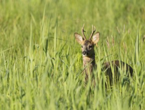 Roe deer (Capreolus capreolus), roebuck standing in a wet meadow, in a wetland biotope, wildlife,