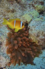 Fluorescent bubble-tip anemone (Entacmaea quadricolor) with red sea clownfish (Amphiprion