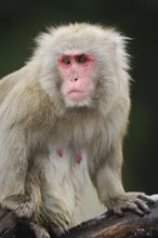 Close-up of a snow monkey with a red face and thick fur in a natural environment, red-faced macaque