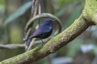 White-tailed Robin (Myiomela leucura) male perched on a branch, Cuc Phuong, Vietnam