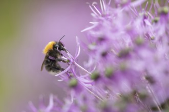 Tree bumblebee (Bombus hypnorum) adult bee insect feeding on a purple Allium flower in a garden in