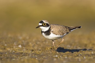 Little Ringed Plover (Charadrius dubius) female foraging, North Rhine-Westphalia, Germany