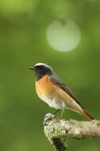 Common Redstart (Phoenicurus phoenicurus) male, Lower Saxony, Germany