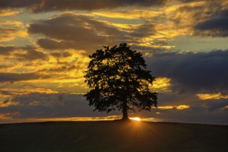 Tree against glowing clouds at sunset, Bavaria, Federal Republic of Germany, Allgäu, Bavaria,