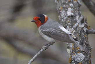 Red-faced Warbler (Cardellina rubrifrons), New Mexico, USA