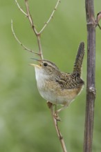 Sedge Wren (Cistothorus platensis) singing, Manitoba, Canada