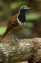 Ferruginous-backed Antbird (Myrmeciza ferruginea) perched on a branch in the rainforest of Guyana