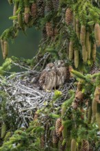Common kestrel (Falco tinnunculus), young birds not yet ready to fly in the nest,