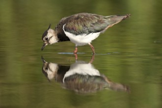 Northern Lapwing (Vanellus vanellus), Castile-La Mancha, Spain