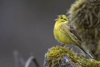 Yellowhammer - Goldammer - Emberiza citrinella ssp. citrinella, Germany, adult male