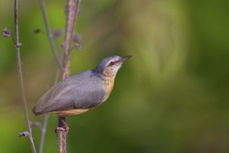 Brown-bellied Sylvietta, (Sylvietta brachyura), animals, birds, perching site, Marakissa Area,