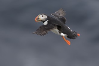 Atlantic Puffin (Fratercula arctica) flying, Grimsey Island, Iceland