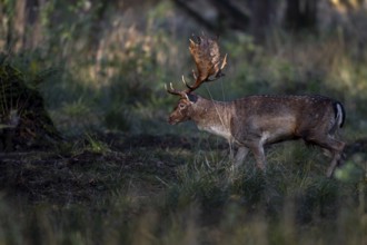 In the light of the low October sun, a fallow deer (Dama dama) moves across the rutting ground,