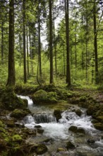 Waterfall at the Steigbach in the Steigbachtobel near Immenstadt in Oberallgäu, Bavaria, Germany