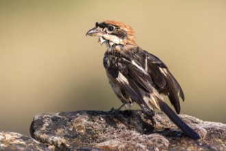 Woodchat Shrike (Lanius senator) male, Castile-Leon, Spain