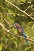 Indian Roller (Coracias benghalensis), Kaeng Krachan, Thailand