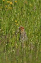 Grey Partridge (Perdix perdix) male, North Rhine-Westphalia, Germany