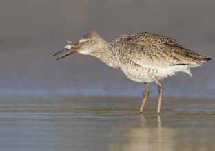 Willet (Tringa semipalmata), Florida, USA
