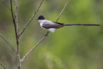 Fork-tailed Flycatcher (Tyrannus savana) perched on a branch in the Atlantic rainforest of