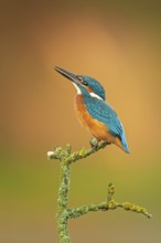 Common Kingfisher (Alcedo atthis) perched on a branch, Saxony-Anhalt, Germany