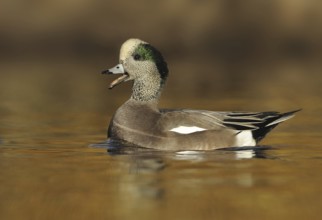American Wigeon (Mareca americana) male, British Columbia, Canada